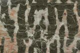 Polished Stromatolite (Inzeria) Slab - Million Years #130647-1